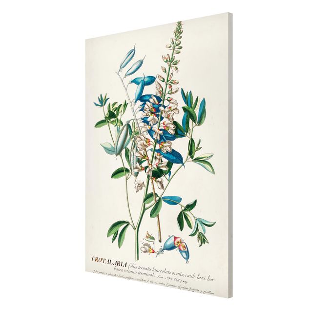 Tableaux fleurs Illustration vintage botanique Légumes
