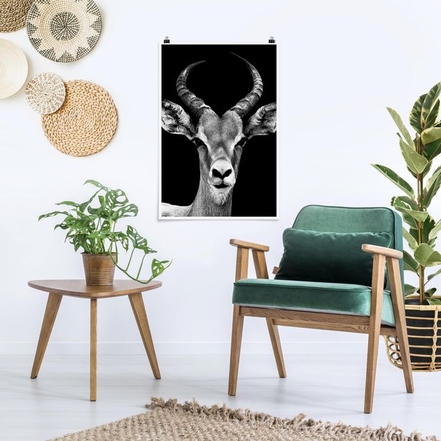 Posters en noir et blanc Antilope Impala noir et blanc