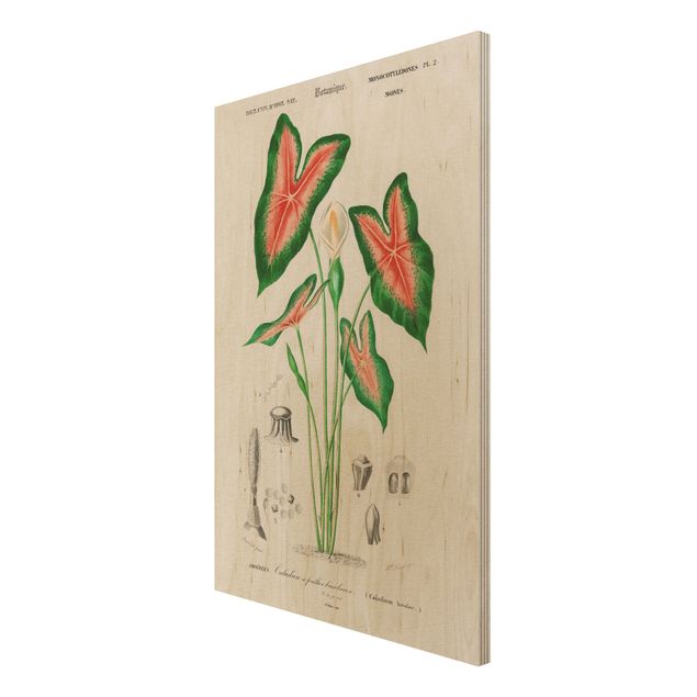 Tableau vintage bois Illustration Botanique Vintage Plante Tropicale I