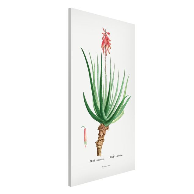 Décorations cuisine Illustration Botanique Vintage Aloe Pink Blossom