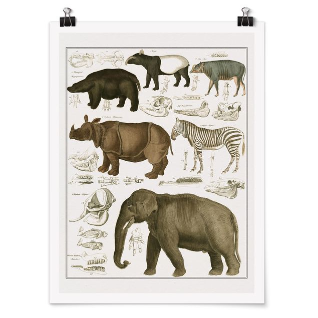 Tableau zèbre Tableau Botanique éléphant, zèbre et rhino