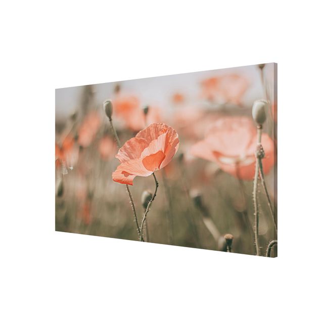 Tableaux magnétiques avec fleurs Sun-Kissed Poppy Fields