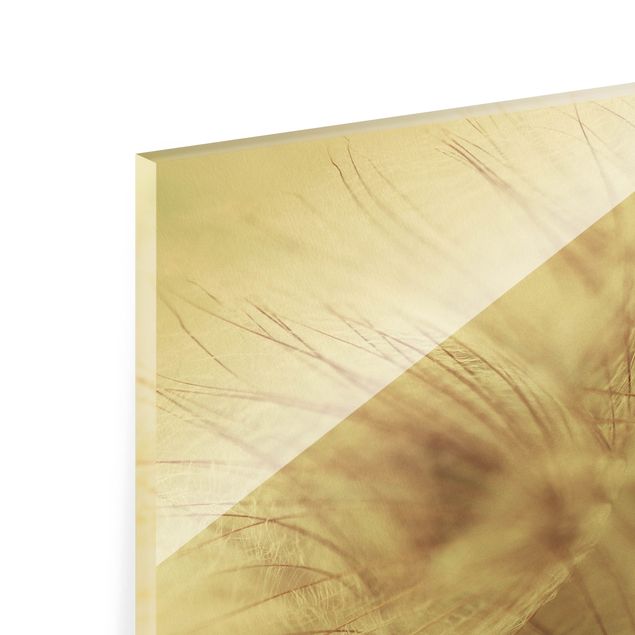 Tableaux muraux Macro photo détaillée d'un pissenlit avec effet de flou vintage