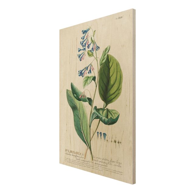 Tableau vintage bois Illustration botanique vintage Pulmonaria