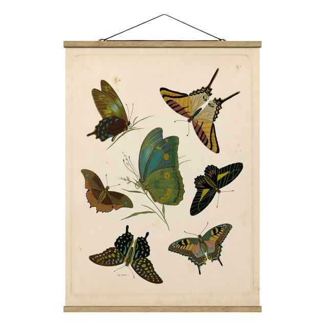 Tableau vintage Illustration vintage Papillons Exotiques