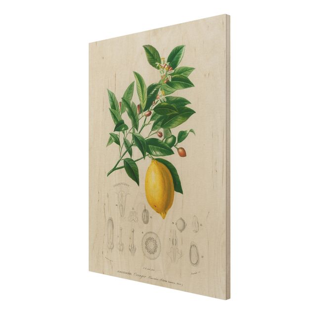 Tableau vintage bois Illustration Botanique Vintage Citron