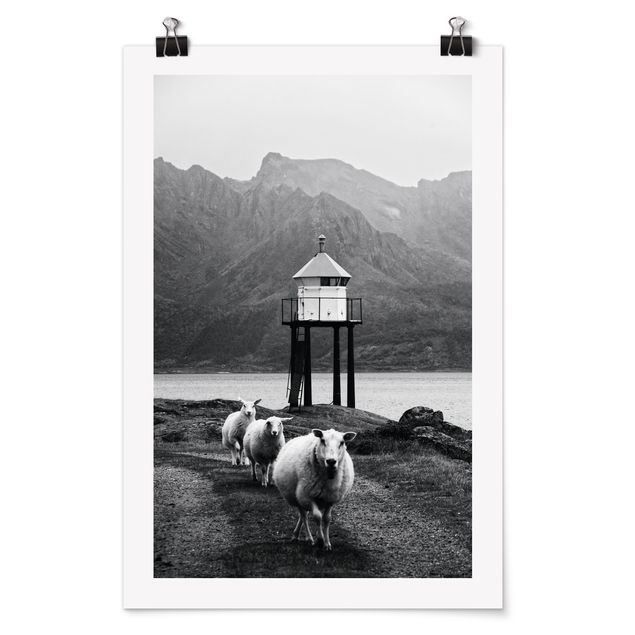 Tableaux animaux Trois moutons sur les Lofoten