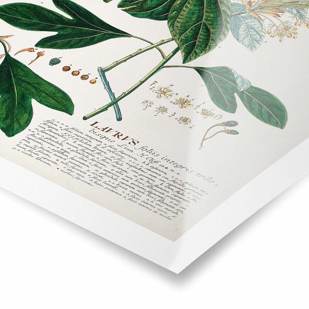 Tableaux muraux Illustration botanique vintage Laurel