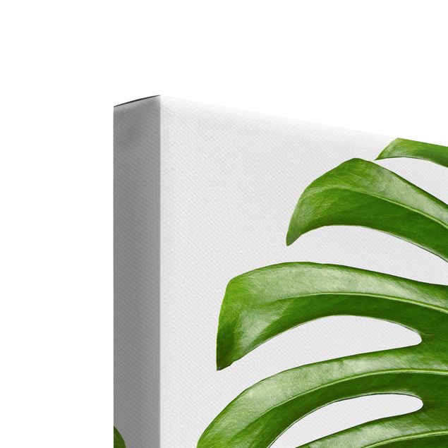 Impression sur toile - Monstera And Rubber Tree