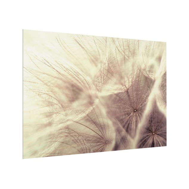 Fond de hotte verre Macro photo détaillée d'un pissenlit avec effet de flou vintage