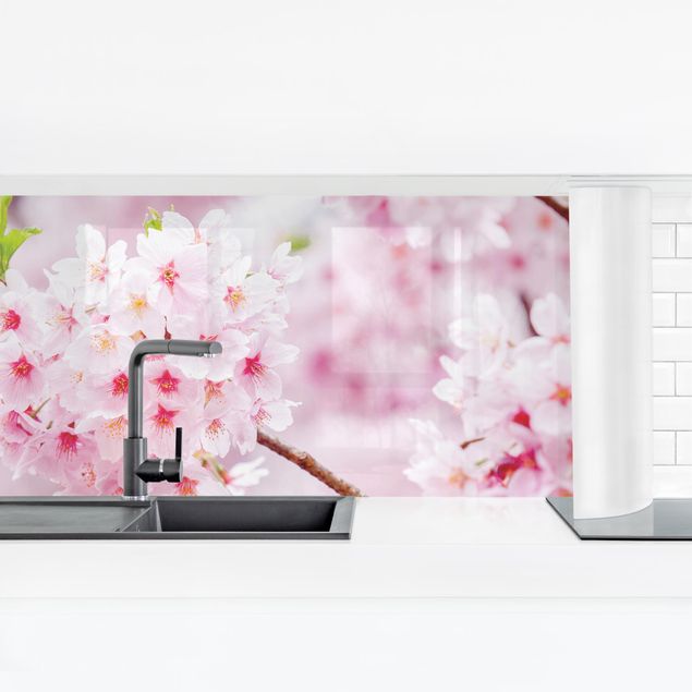 Fonds de hotte Japanese Cherry Blossoms