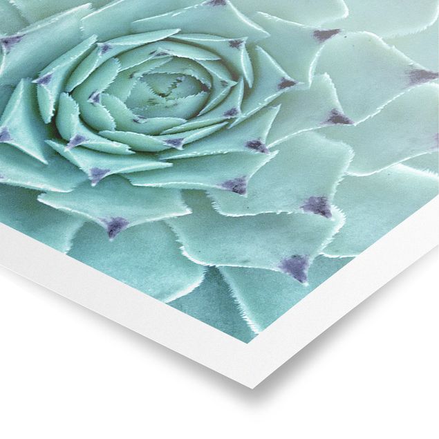 Tableau turquoise Agave cactus