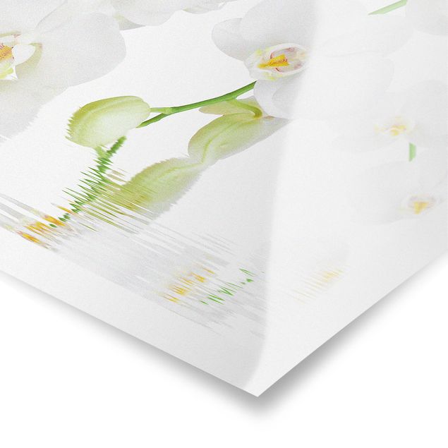 Tableaux muraux Spa Orchid - Orchidée blanche