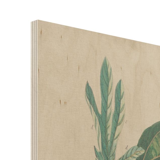 Tableaux en bois Illustration botanique vintage Laurel