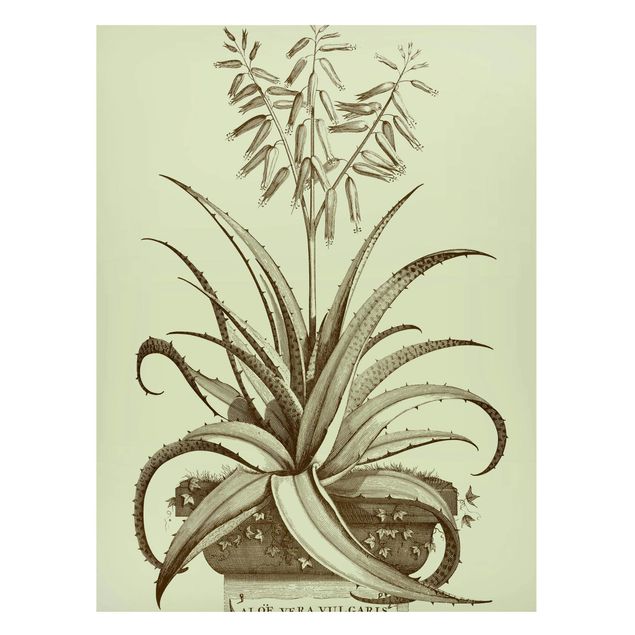 Tableaux magnétiques avec fleurs Vintage Aloe Vera Vulgaris