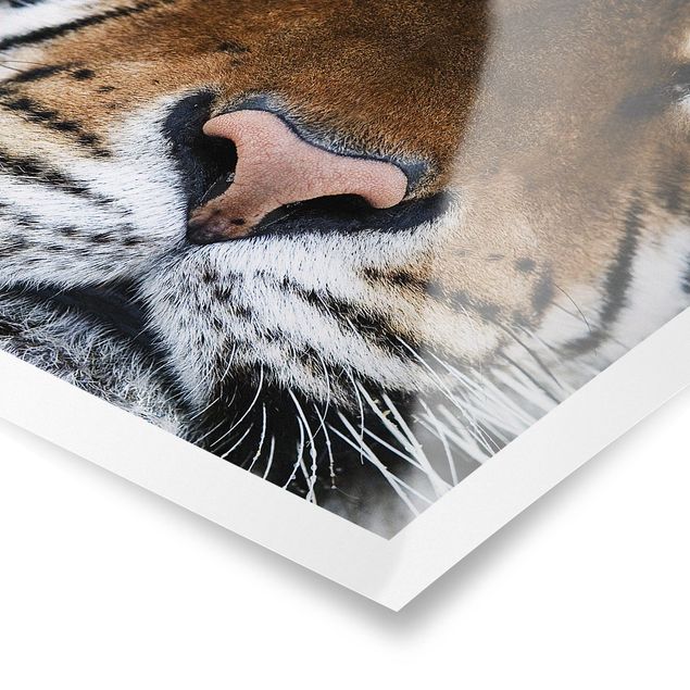Poster animaux Yeux de tigre