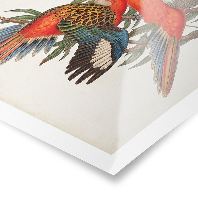 Posters Tropical Parrot I