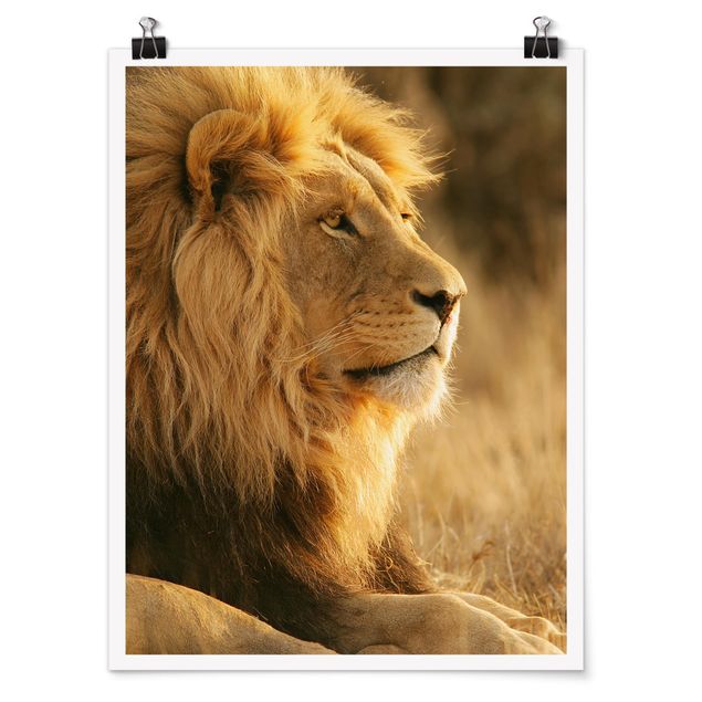 Cadre animaux King Lion