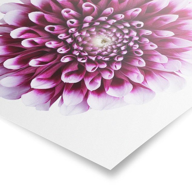 Posters fleurs Aster