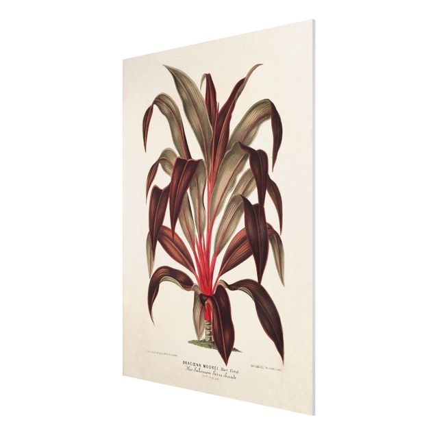 tableaux floraux Illustration Botanique Vintage Dragonnier des Canaries