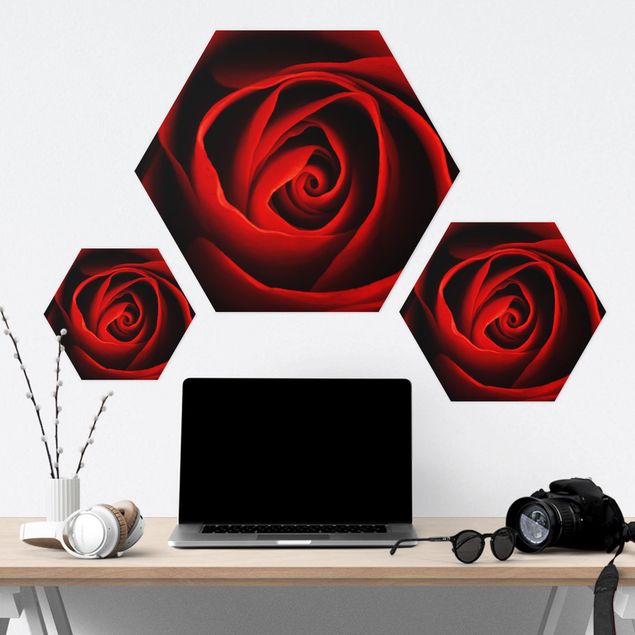 Hexagone en alu Dibond - Lovely Rose