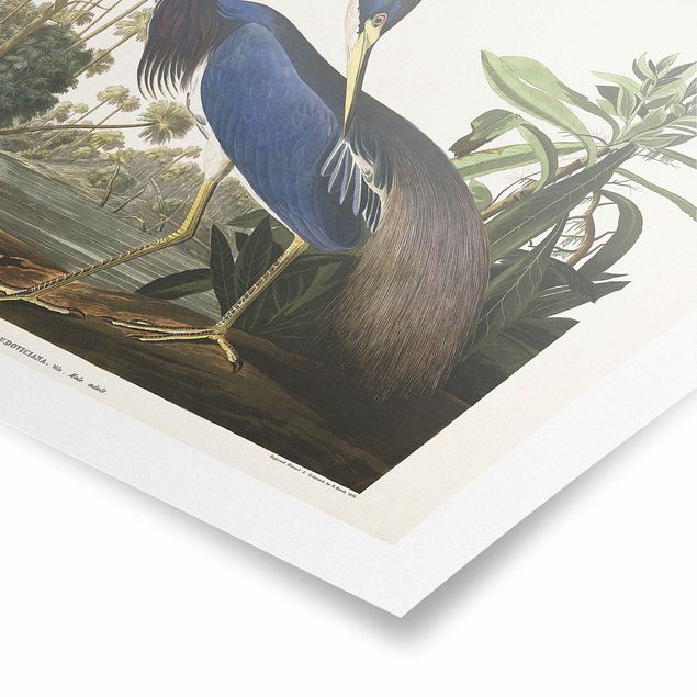 Tableau bleu Tableau Botanique Héron de Louisiane