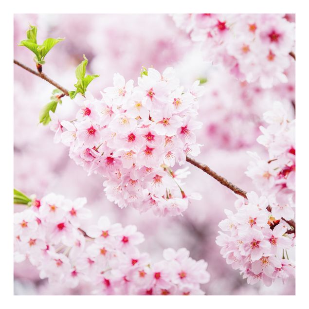 Fonds de hotte - Japanese Cherry Blossoms - Carré 1:1