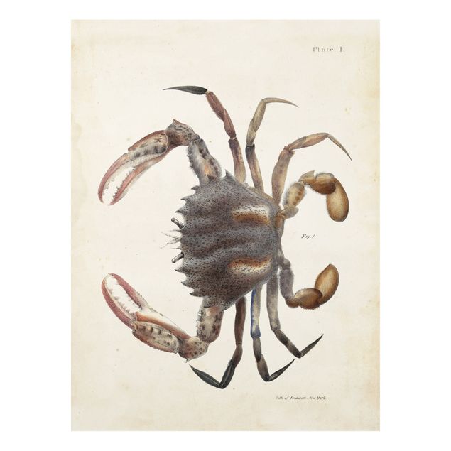Tableau animaux Illustration vintage Crabe