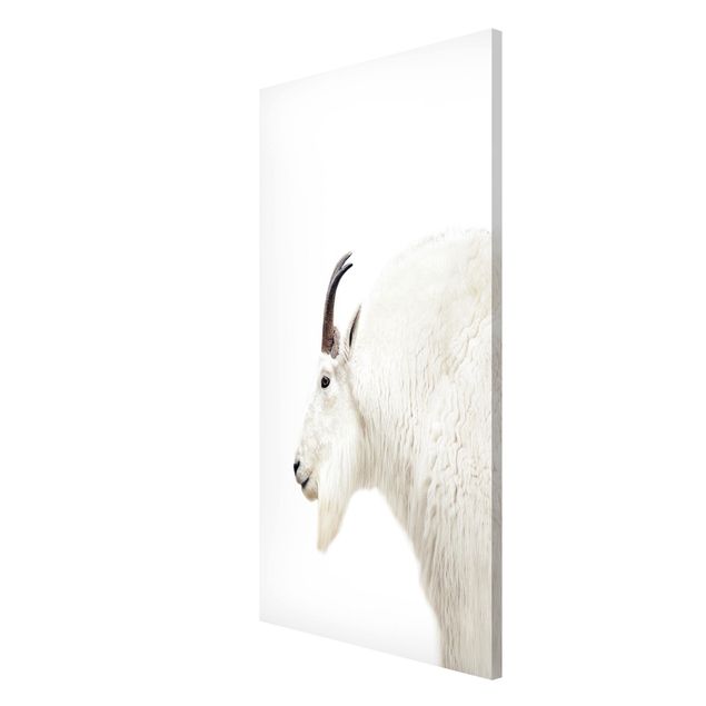 Tableaux modernes Chèvre de montagne blanche