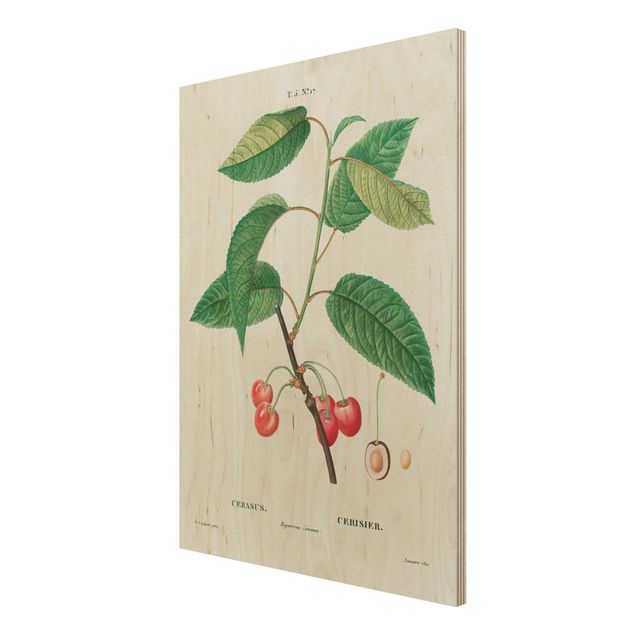 Tableau vintage bois Illustration Botanique Vintage Cerises Rouges