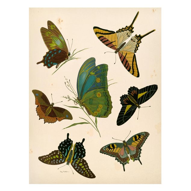 Tableaux papillons Illustration vintage Papillons Exotiques