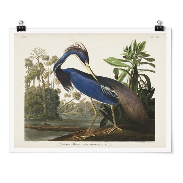 Affiche rétro Tableau Botanique Héron de Louisiane
