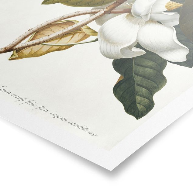 Posters fleurs Georg Dionysius Ehret - Magnolia