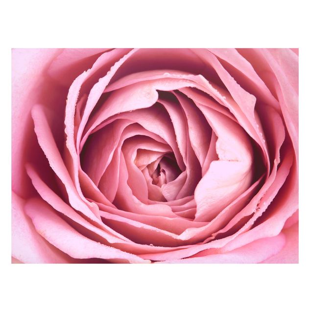 Tableaux magnétiques avec fleurs Fleur de Rose rose