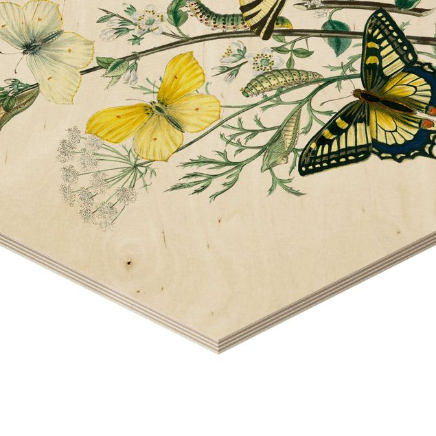 Hexagone en bois - British Butterflies III