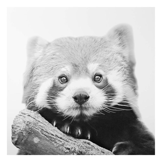 Tableau panda Panda rouge en noir et blanc