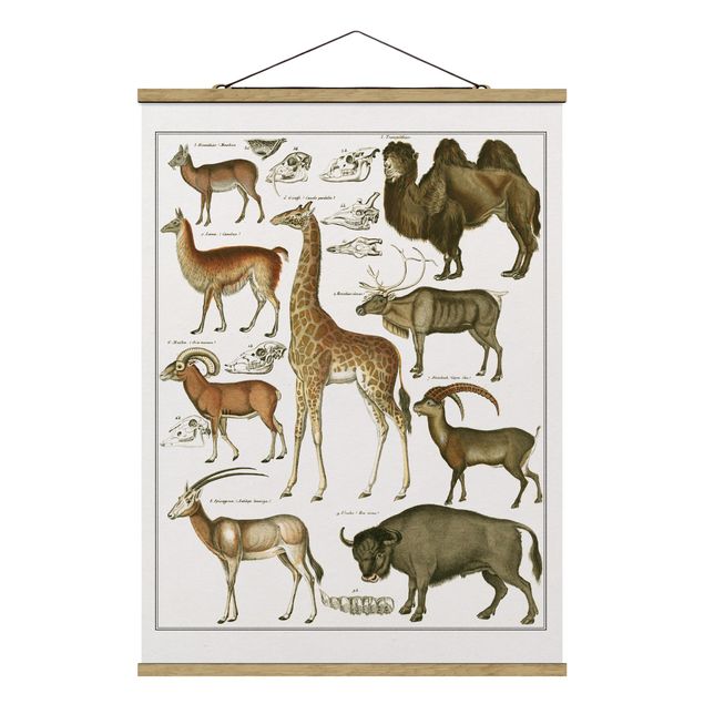 Tableaux animaux Tableau Botanique Girafe, Camel Et IIama