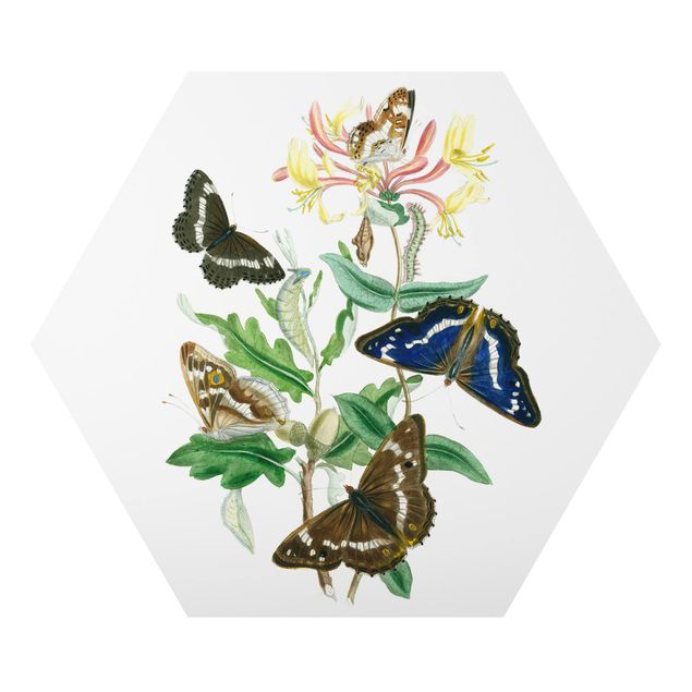 Tableau animaux Papillons britanniques IV