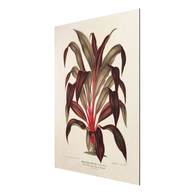 Tableaux fleurs Illustration Botanique Vintage Dragonnier des Canaries