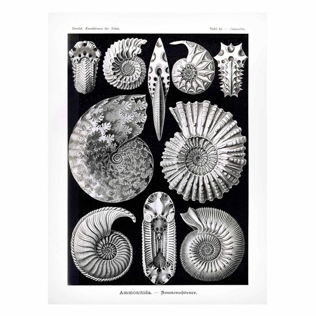 Tableau animaux Tableau Botanique Fossiles noir et blanc