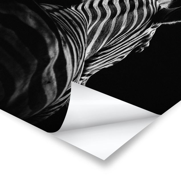 Tableau décoration Silhouette de zèbre en noir et blanc