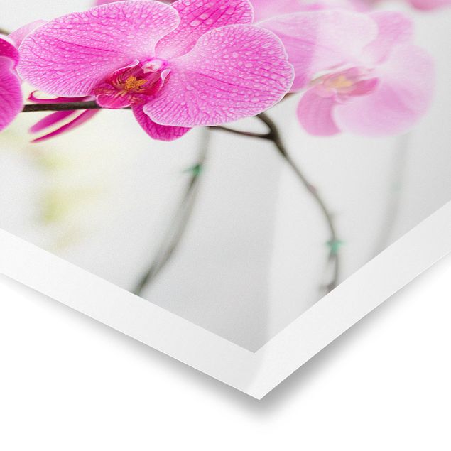 Tableaux Gros plan sur une orchidée