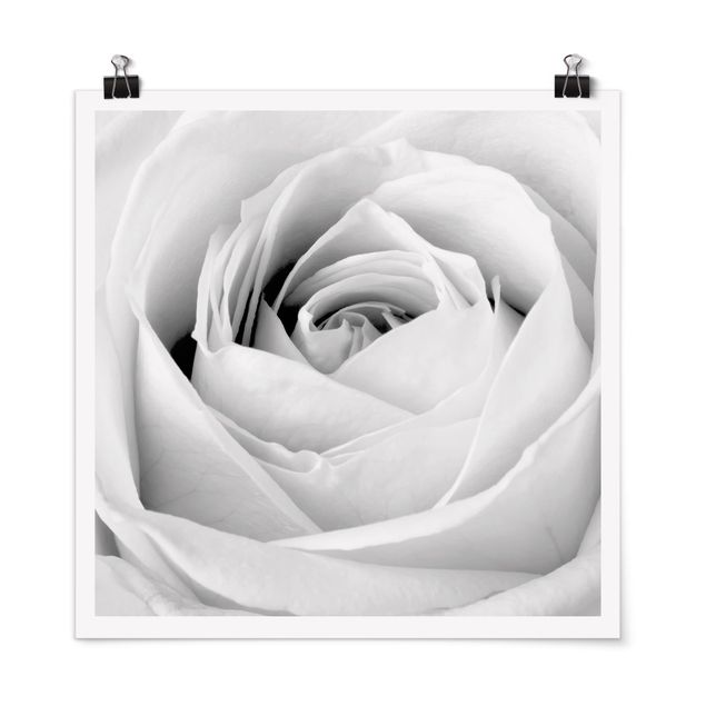 Posters en noir et blanc Close Up Rose