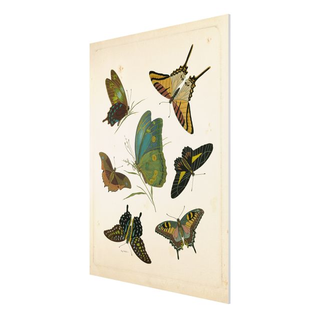 Tableau animaux Illustration vintage Papillons Exotiques