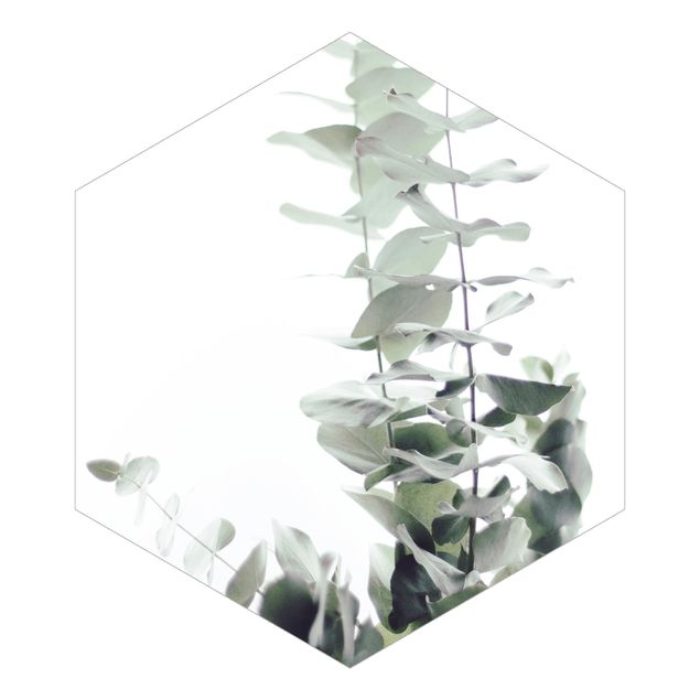tapisserie panoramique Eucalyptus dans la lumière blanche