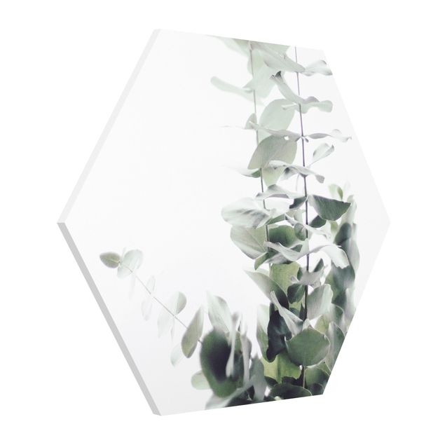 Tableau floral mural Eucalyptus dans la lumière blanche