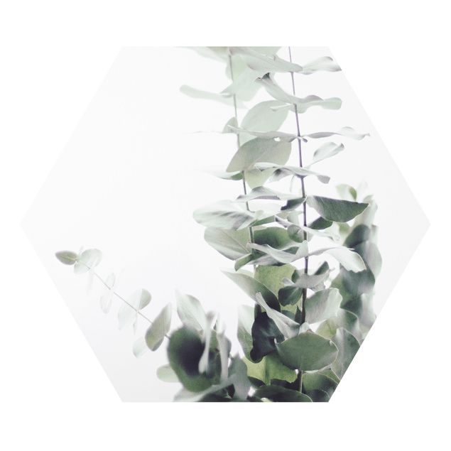 Forex tableau Eucalyptus dans la lumière blanche