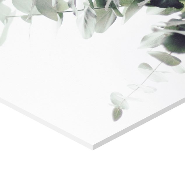 Tableau hexagon Eucalyptus dans la lumière blanche