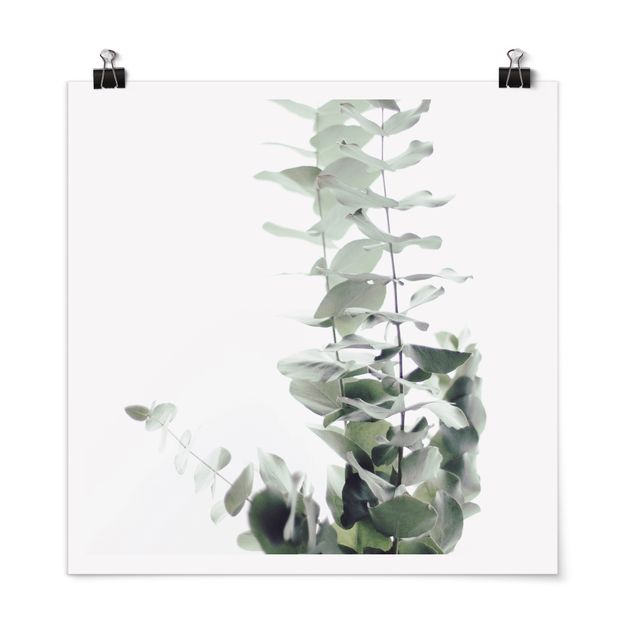 Poster fleurs Eucalyptus dans la lumière blanche