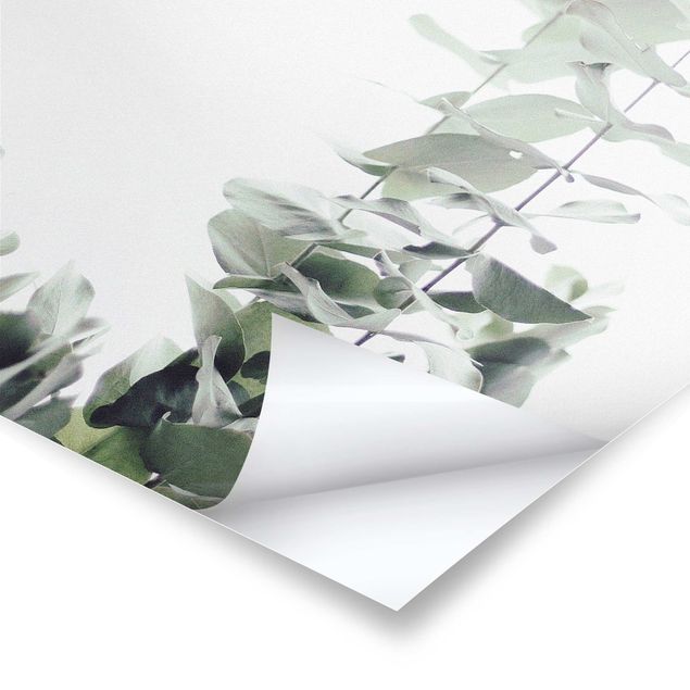 Posters Eucalyptus dans la lumière blanche
